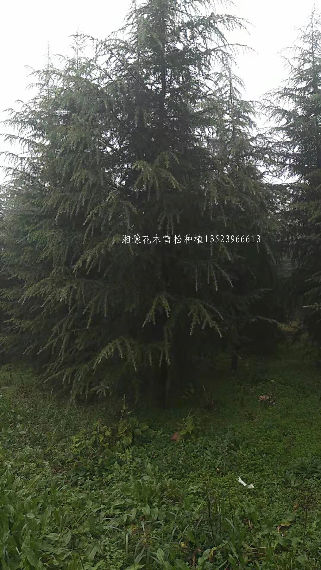 雪松种植养护技术