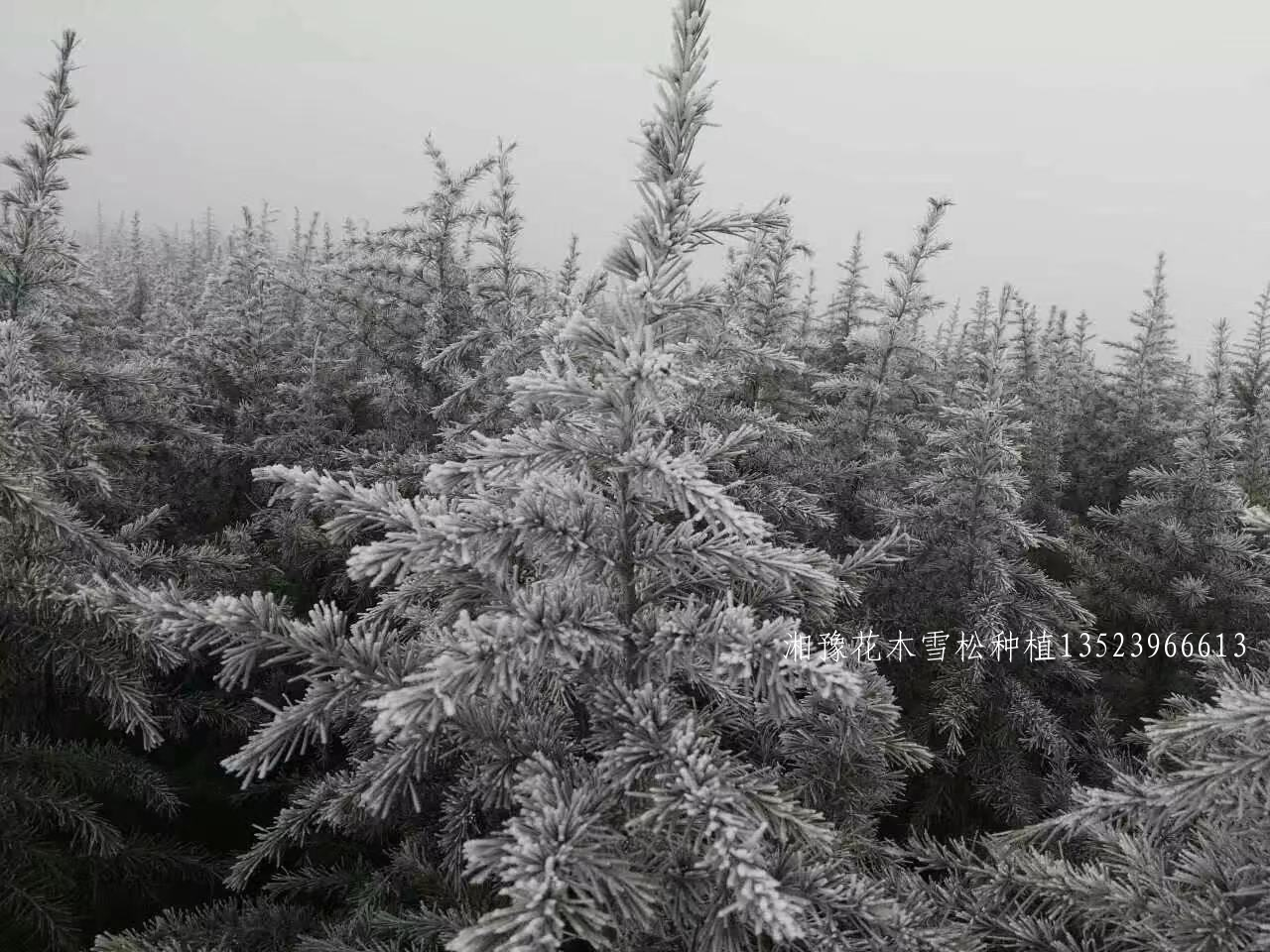 雪松小苗高效快繁技术详解