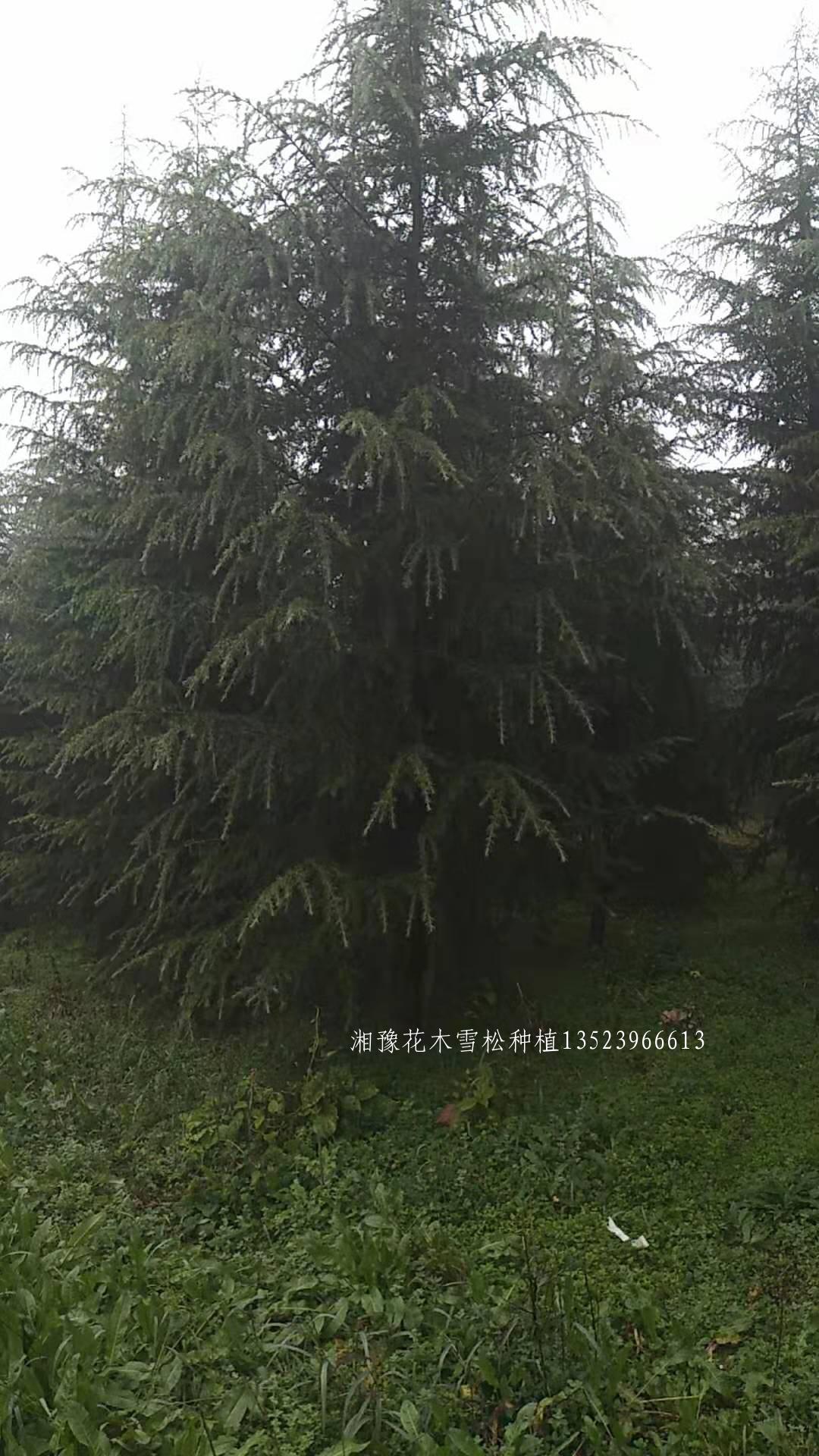 雪松